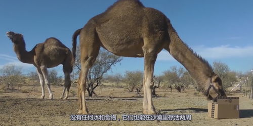 沙漠中的骆驼如何争夺配偶 只要咬伤对方的这个部位,就稳赢了