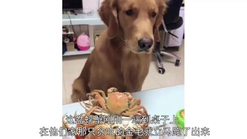 主人当着狗的面吃螃蟹,称想吃拿东西换,金毛叼的东西令她尴尬 