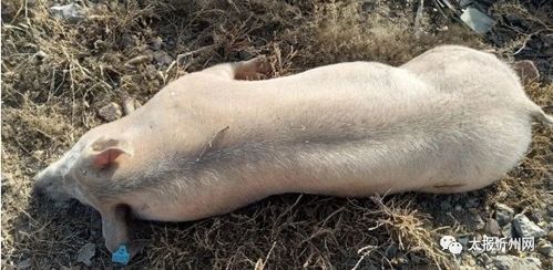 忻州 三十多头不明原因死猪被弃牧马河畔