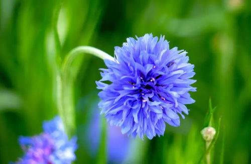 矢车菊是代表了幸福的花,清新淡雅的花色,在夏日很清凉