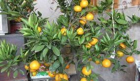 挂橘子树的含义,又能看又能吃 还能省下一笔水果钱