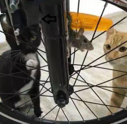 猫咪一脸淡定的看着被卡在自行车里的老鼠,老鼠一脸的慌张