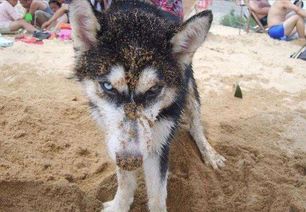 狗狗在沙滩上挖洞做日光浴,可是总有狗狗画风不同