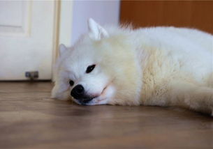 国庆出游需注意爱犬饮食行为,路边野蘑菇并不适合犬类食用