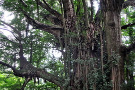 贵州长顺发现4000多岁古银杏树 被誉为 中华银杏王