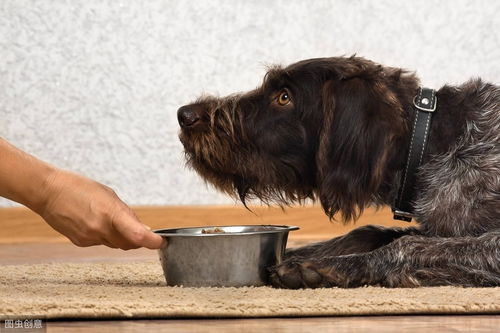 辟谣 给狗狗多吃肉它们的营养才能更丰富 小心发生胰腺炎
