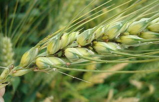 小麦蚜虫种类有哪些,小麦田生了蚜虫和红蜘蛛应该怎样防治