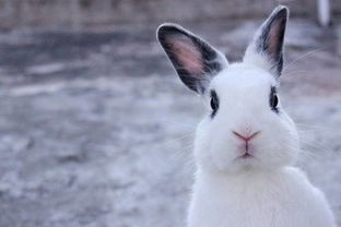 兔子耳朵有黑色溃烂,兔子耳朵有黑色块状