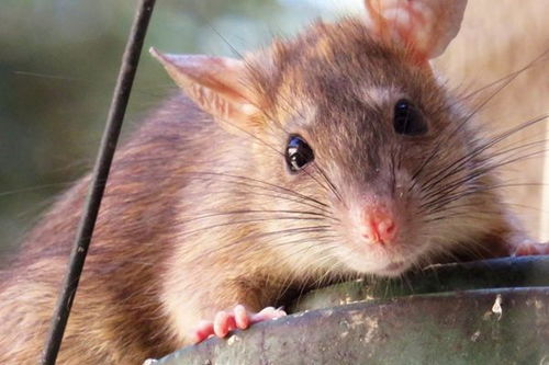 生肖命理 辰时出生的属鼠人,不同的性别分别有着怎样的命运呢