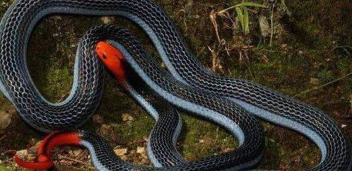 色彩艳丽的冰火蛇,为什么会被认为是最毒的蛇 它是什么来头