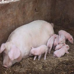 农村事 如何提高猪仔的成活率 五个养殖小技巧 