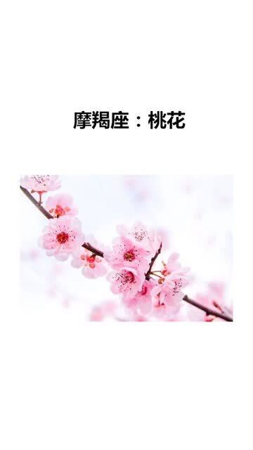 十二星座是什么幸运花(十二星座的专属幸运花)