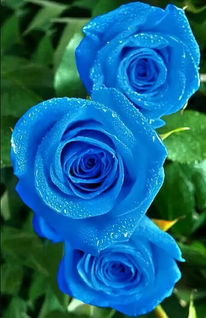 蓝色花有哪些 100种,请问有哪些蓝色的花？