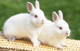 两只兔子一年可以繁殖多少后代 