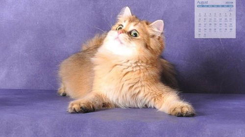 2021年8月超级呆萌可爱的小猫咪日历写真