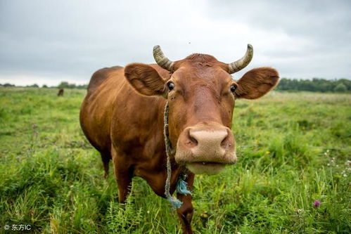 女牛和女牛的属相合不合,73年属牛过了50岁财运