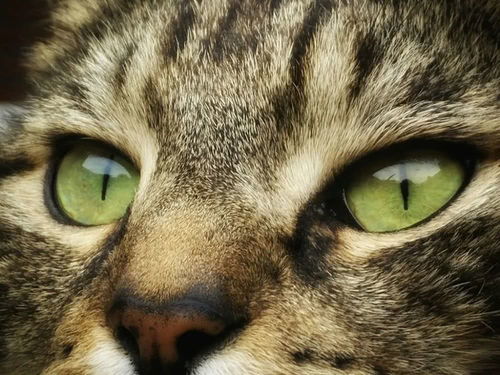 猫咪的眼睛为什么有多种多样的颜色 为你揭秘神奇的 猫眼