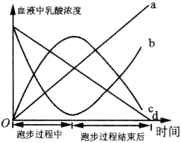 红细胞能不能进行有氧呼吸(红细胞是否能进行有氧呼吸)