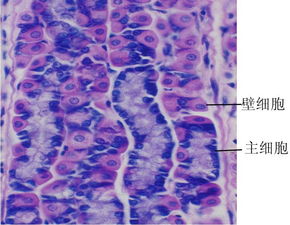 胃底腺细胞结构图 搜狗图片搜索