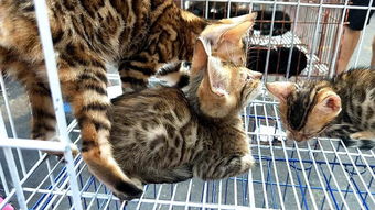 南充宠物市场有豹猫卖 小豹猫要卖1千多元