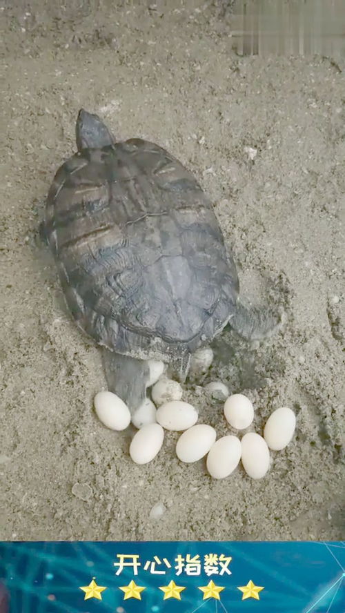 早上看到龟生蛋了 