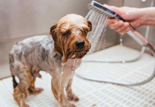 为何狗狗很抗拒洗澡 一般是这几个原因造成的