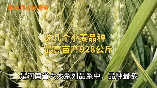 郑麦9188小麦品种介绍