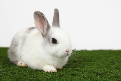 兔子耳螨怎么治用什么药比较好