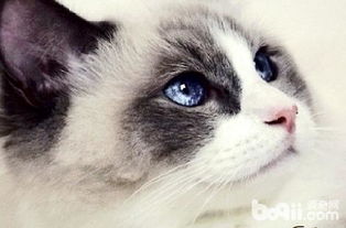 布偶猫的眼睛是什么颜色的