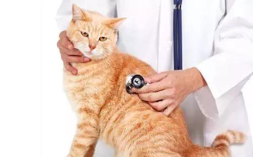 80%以上的猫死于肾衰竭|治疗及预防