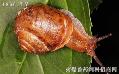 蜗牛品种,蜗牛图片