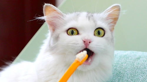 猫咪不肯刷牙,主人拿出牙膏瞬间全部就范 