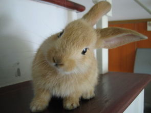 怎么知道小白兔是否有生命 最初的生命来自那里 