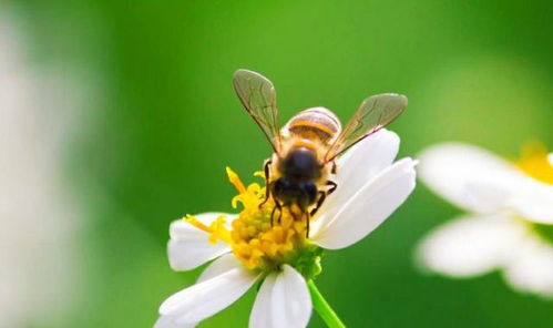 为什么蜜蜂的针会进化成连着肠子其生物学意义是什么(蜜蜂的针会自己溶解吗)