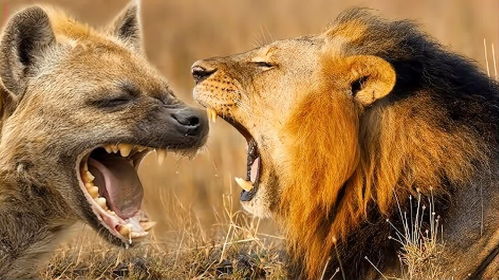 动物世界狮子与鬣狗(非洲鬣狗与狮子哪一个更厉害)