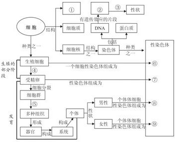 细胞是生物体结构和功能的基本单位.人体的生殖发育.遗传变异都离不开细胞.下面是有关人体细胞与生殖发育.遗传变异的知识结构图 表示各知识点之间关系的图解 .图中标号 