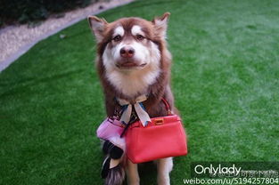 背名包乘私人飞机王思聪爱犬被评全世界最娇贵的狗