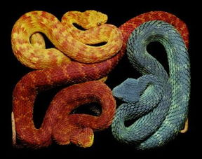 梦见各种颜色的蛇周公解梦,梦见各种颜色的蛇是什么意思