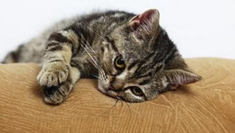 猫咪感冒流鼻涕怎么办 吃什么治猫咪的感冒