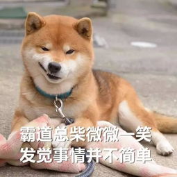 日本的土狗柴犬成为网红后,中国的土狗 咱为什么不能 搜狐宠物 搜狐网 