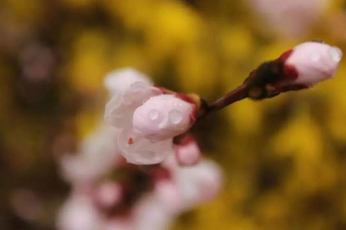 三月,是出发的季节 愿你一路出发,一路繁花