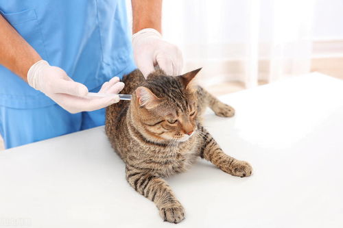宠物托运知识 新手养猫 猫咪打疫苗最全攻略