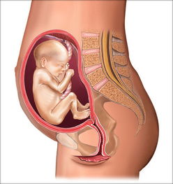 胎儿2 10月在子宫中的位置图 