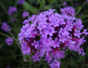 请问这是什么花，紫色的一簇一簇的，好美呀，谢谢？