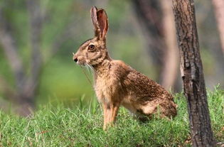 野外兔子不爱吃草,食谱非常 剽悍 ,宠主 见到野兔绕道走
