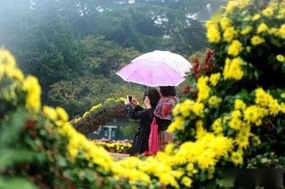 祁念曾 雨中观菊 主播 庄静