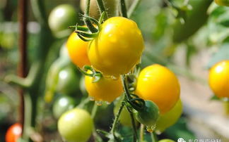 番茄种子怎么种植方法,西红柿里的籽能种吗？