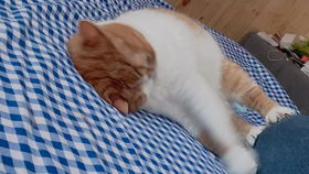 为什么猫猫总是喜欢在你刚换好的干净的床单上睡觉