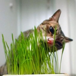 猫薄荷有什么作用 猫薄荷和猫草的区别