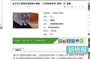 爱心人士中 网上送猫 骗局 损失万余元 
